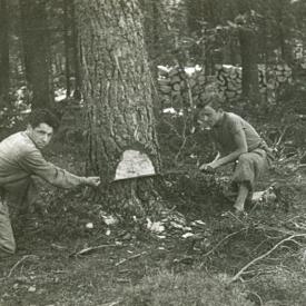 Lesopowałka, czyli zwalanie drzew. 1942.
